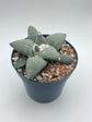 Ariocarpus Retusus
