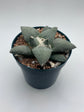 Ariocarpus Retusus