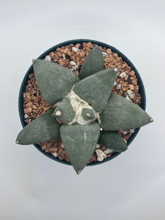 Ariocarpus Retusus