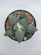Ariocarpus Retusus
