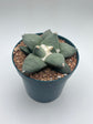 Ariocarpus Retusus