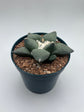 Ariocarpus Retusus