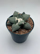 Ariocarpus Retusus