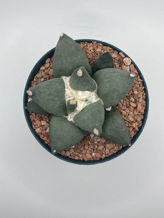 Ariocarpus Retusus