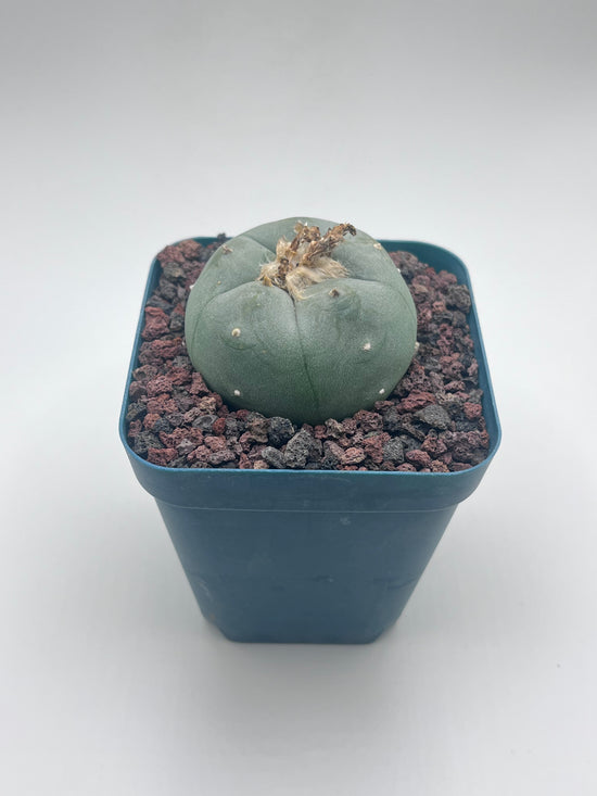 Button Cactus