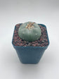 Button Cactus