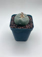 Button Cactus