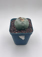 Button Cactus