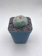 Button Cactus