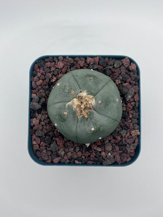Button Cactus