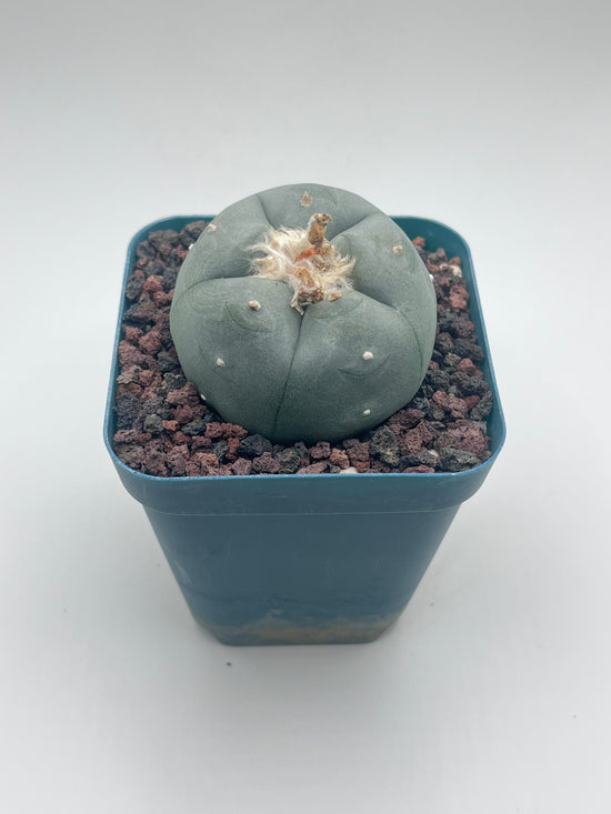 Button Cactus
