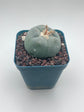 Button Cactus