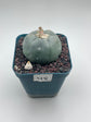 Button Cactus