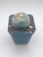Button Cactus