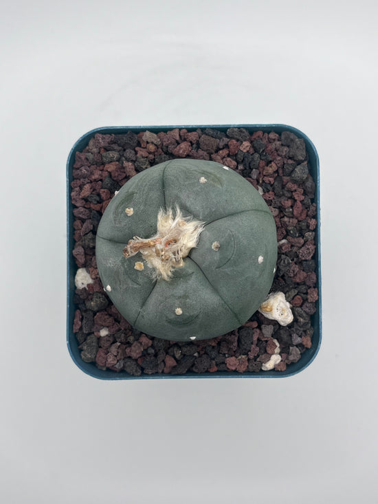 Button Cactus