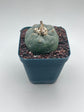 Button Cactus