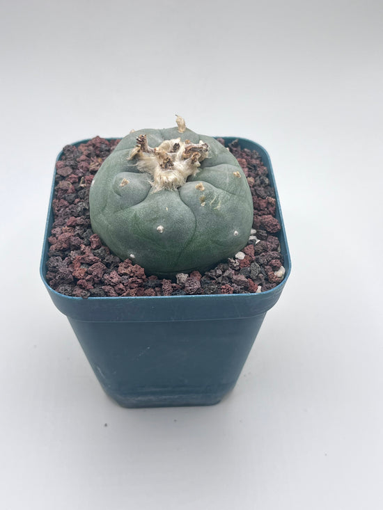 Button Cactus