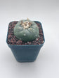 Button Cactus