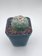 Button Cactus