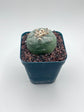 Button Cactus