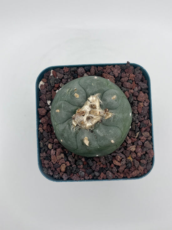 Button Cactus