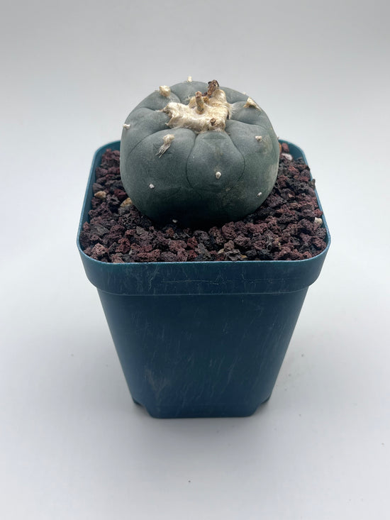Button Cactus