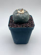 Button Cactus