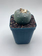 Button Cactus