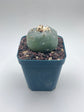 Button Cactus