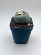 Button Cactus