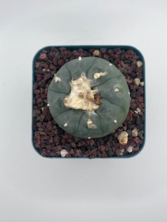 Button Cactus