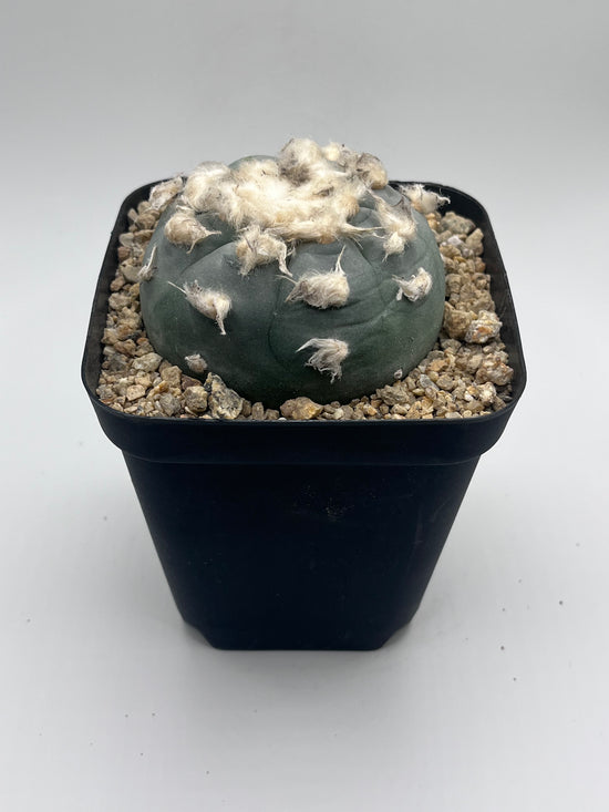 Button Cactus
