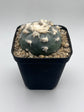 Button Cactus