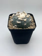 Button Cactus