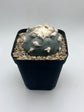 Button Cactus