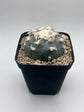 Button Cactus