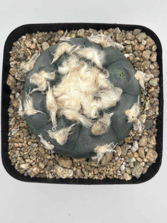 Button Cactus