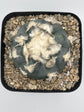 Button Cactus