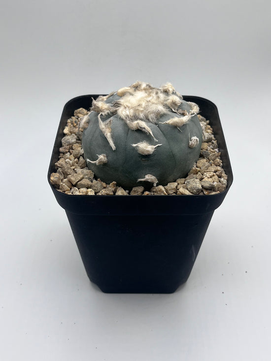 Button Cactus