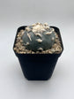 Button Cactus