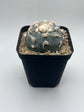 Button Cactus
