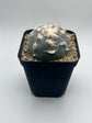 Button Cactus