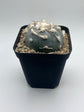 Button Cactus