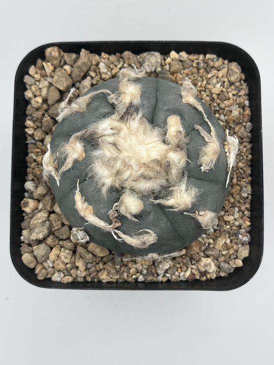 Button Cactus
