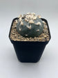 Button Cactus