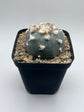 Button Cactus