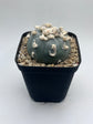 Button Cactus