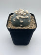 Button Cactus