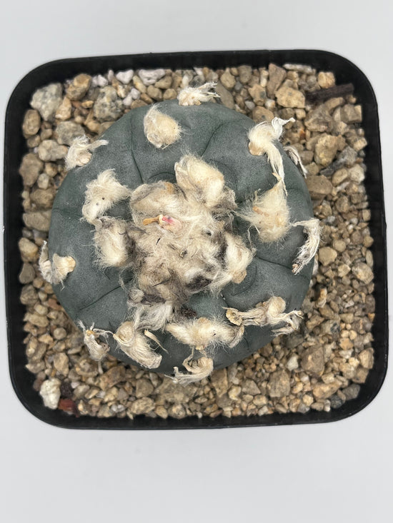 Button Cactus