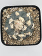 Button Cactus
